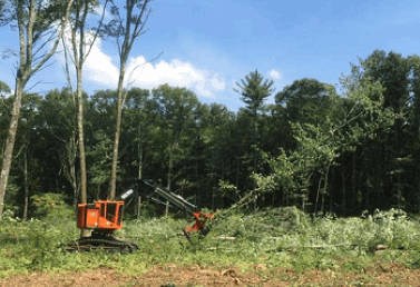 logging and land clearing